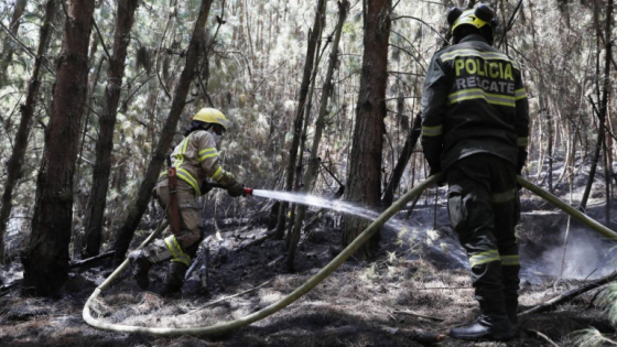 اختفاء أكثر من 17 ألف هكتار من مساحة الغابات الكولومبية بسبب الحرائق