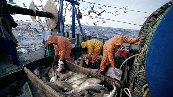 موانئ الواجهة المتوسطية: ارتفاع منتجات الصيد البحري بـ26 في المائة خلال يناير الماضي