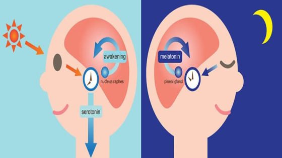 الميلاتونين: فوائده وعلاقته بالنوم