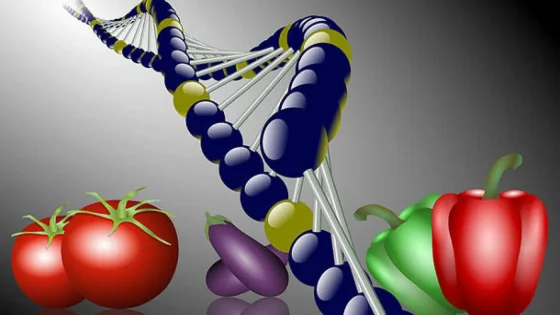 أضرار الأغذية المعدلة وراثيًا
